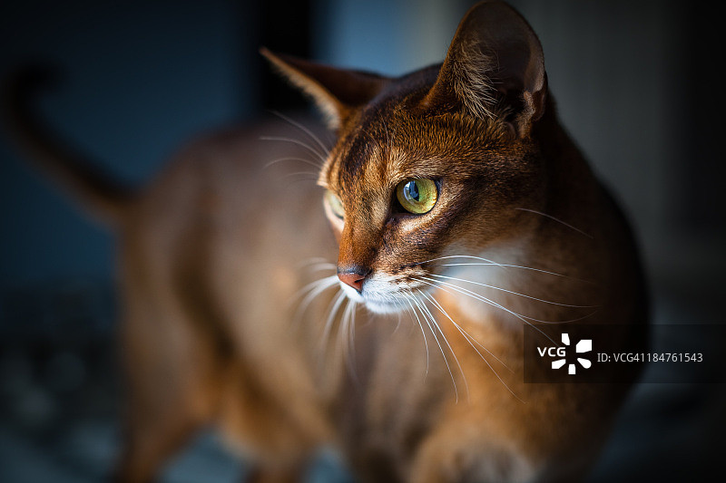 两岁大的红褐色阿比西尼亚公猫图片素材