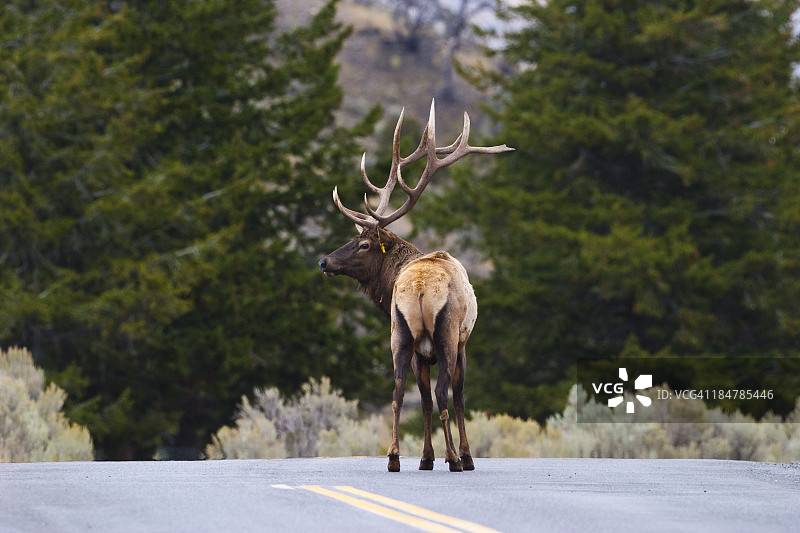 秋季在路上的雄麋鹿图片素材