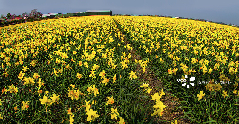水仙花农场图片素材