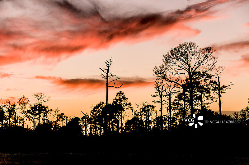 佛罗里达州充满活力的红色傍晚日落穿过树林图片素材