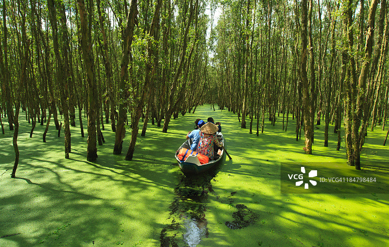 Tra Su Cajuput Forest图片素材