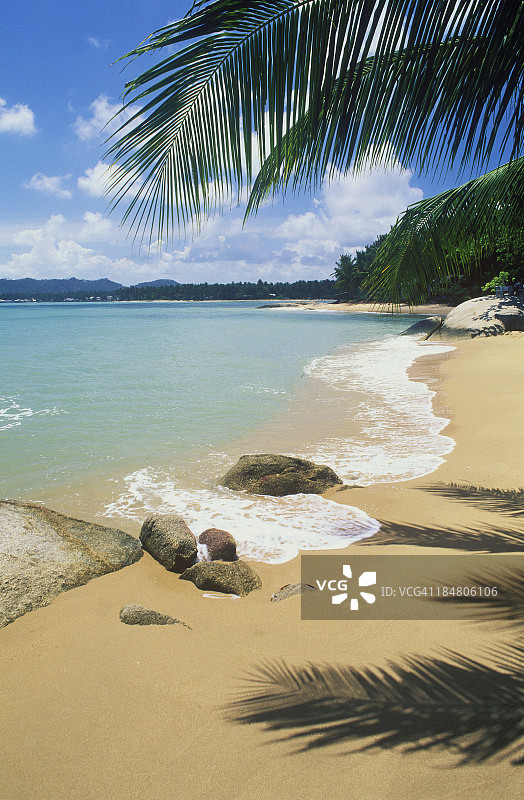 沙质拉迈海滩的棕榈树图片素材