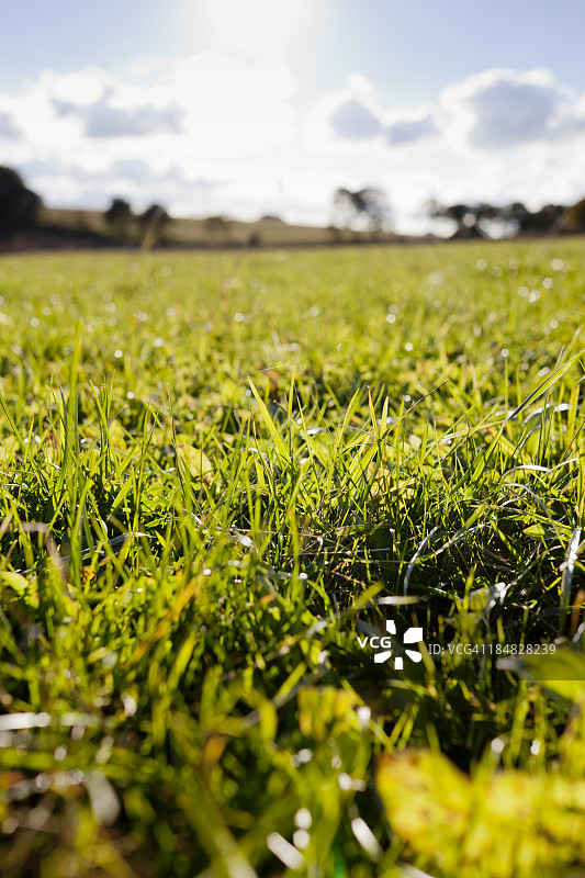 草地特写图片素材