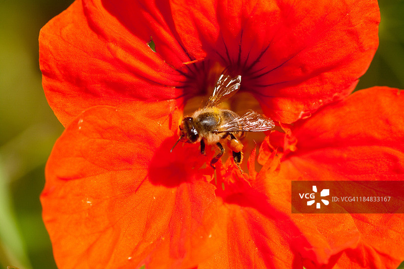 蜜蜂在橙色花朵上图片素材