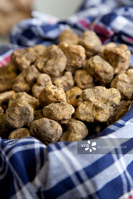 白松露图片素材