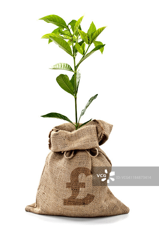 带有英镑的金钱树/钱袋图片素材