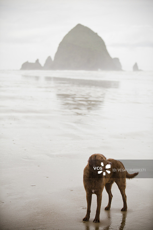 俄勒冈海岸海滩上的小狗图片素材