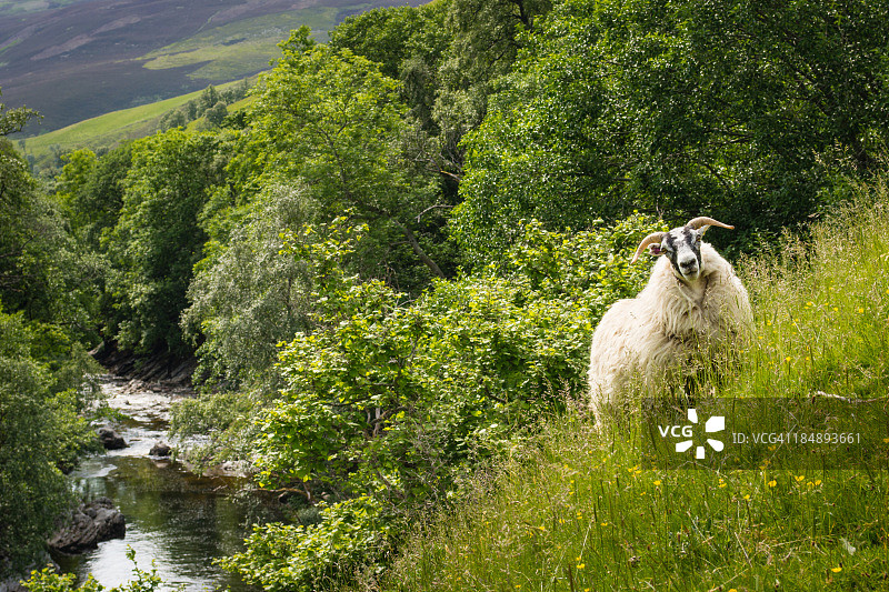 绿色山坡上的角绵羊图片素材