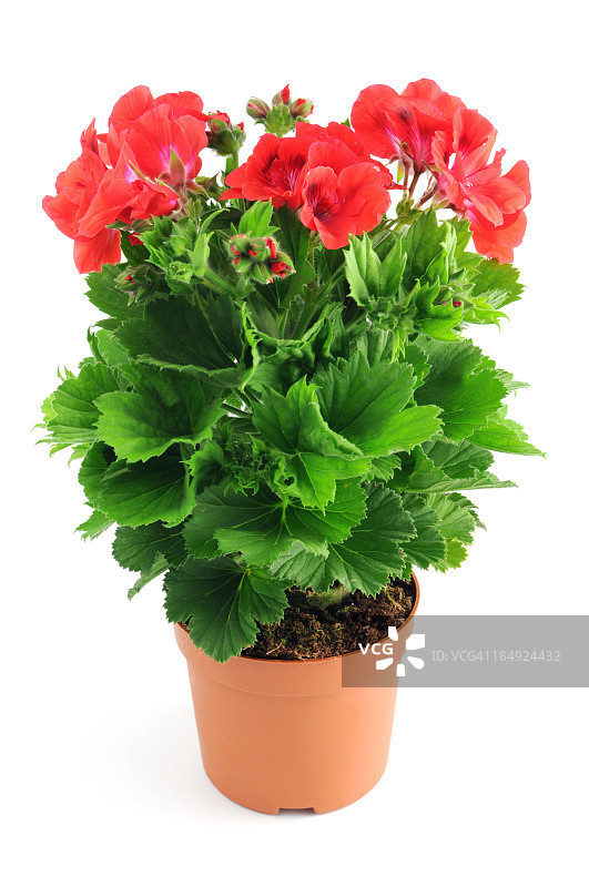 白色背景上孤立的红色天竺葵图片素材