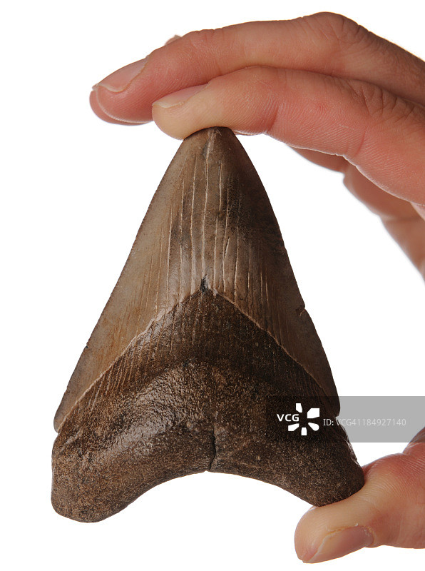 手持化石巨齿鲨牙齿图片素材