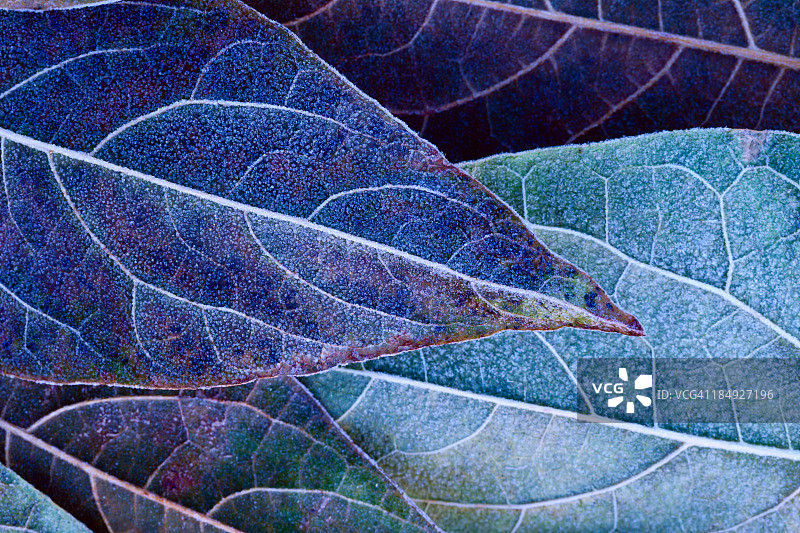 霜冻的树叶图片素材