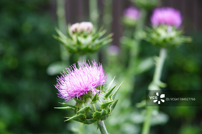 水飞蓟图片素材