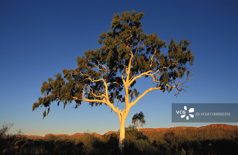 日落时分优雅的桉树景观图片素材