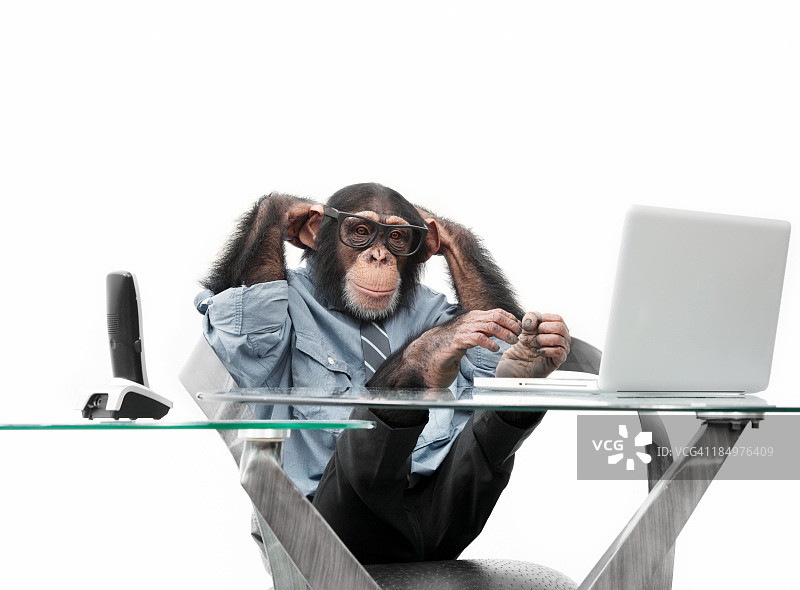 穿着商务服装的雄性黑猩猩图片素材