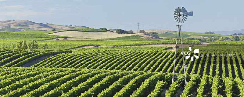 纳帕谷葡萄园图片素材