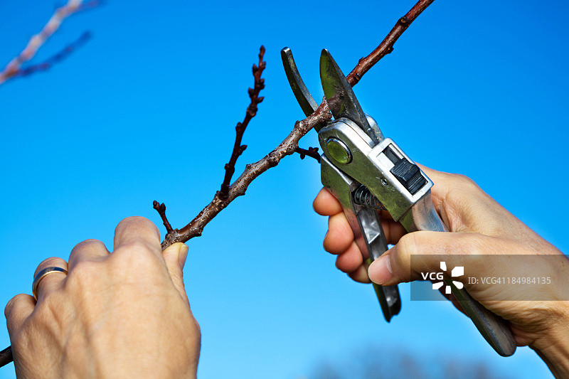 修剪果树图片素材