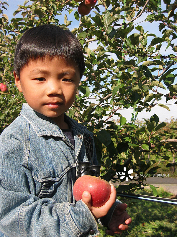 采摘苹果图片素材