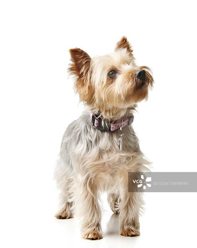 丝滑梗犬图片素材