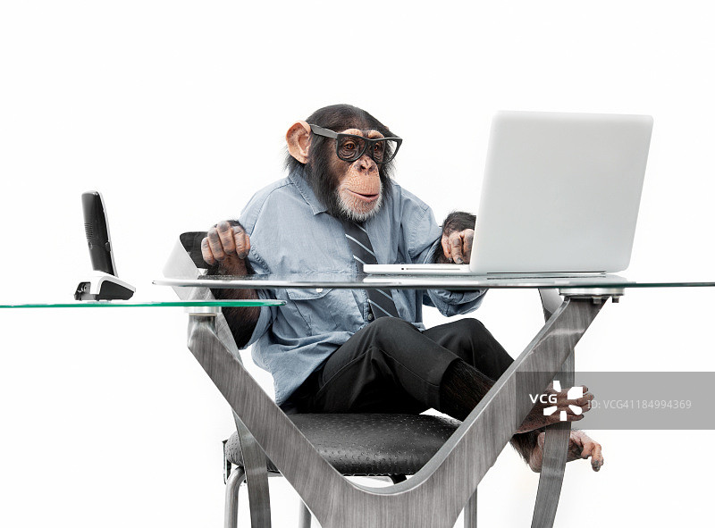 穿着商务服装的雄性黑猩猩图片素材