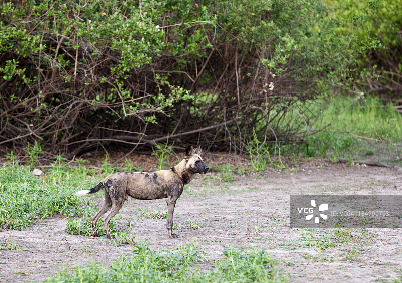 塞卢斯禁猎区中的非洲野犬，坦桑尼亚图片素材
