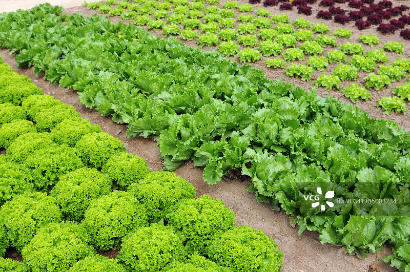 种有莴苣的菜园图片素材