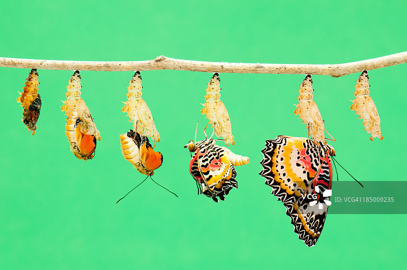 蝴蝶的蜕变图片素材