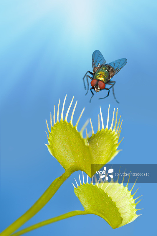 苍蝇被捕蝇草困住图片素材