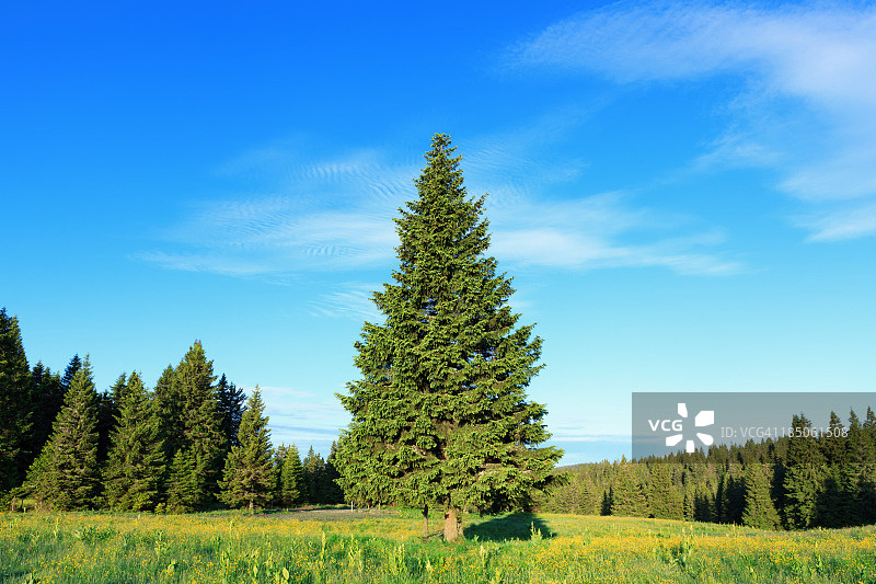 春天的松树图片素材