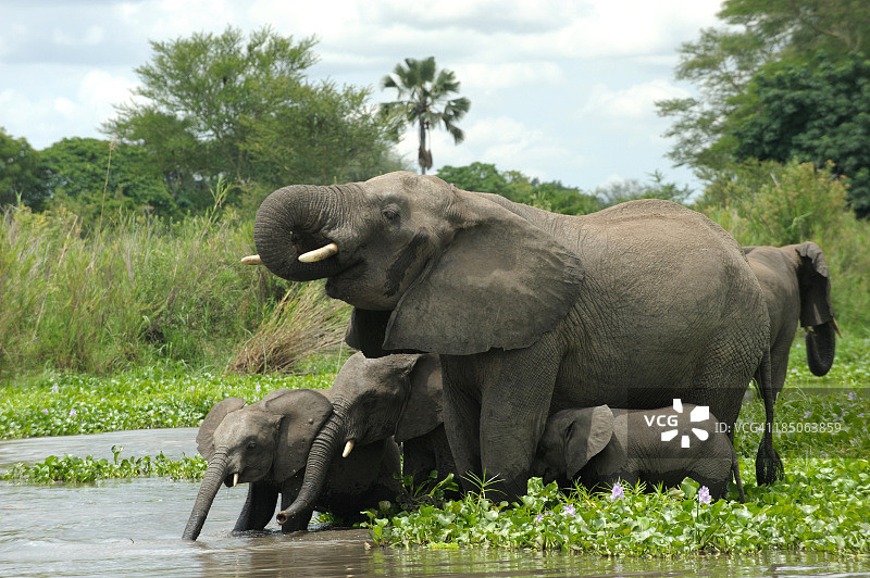 在河边的象群和幼象图片素材