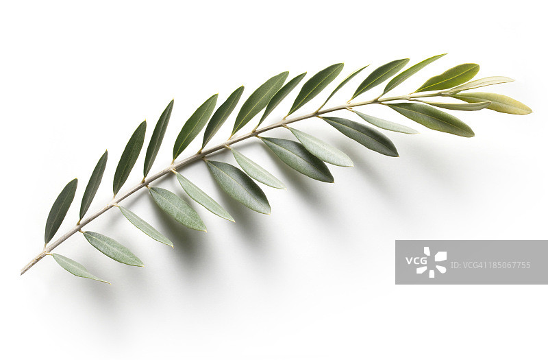 橄榄枝和平象征图片素材