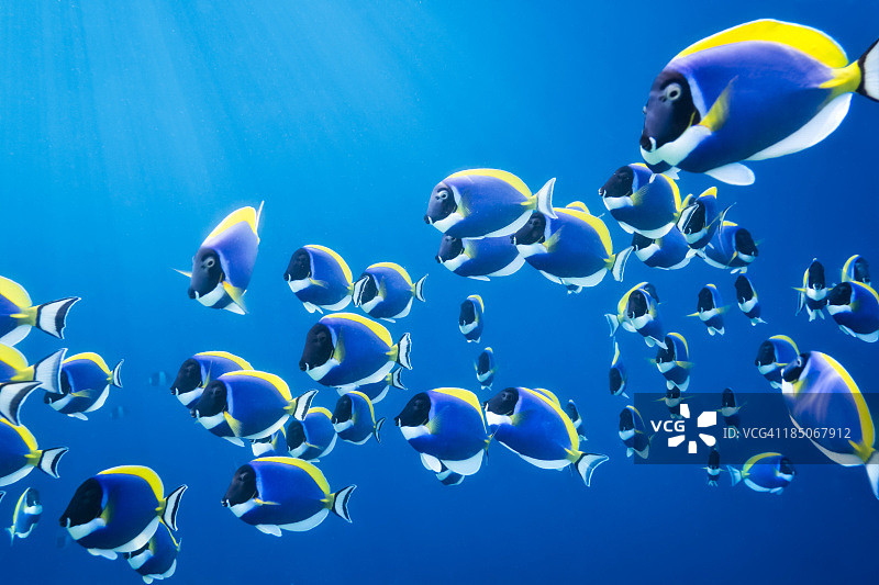 粉蓝吊鱼群图片素材