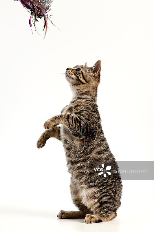 快乐的小猫图片素材