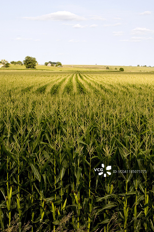 夏末的玉米穗图片素材