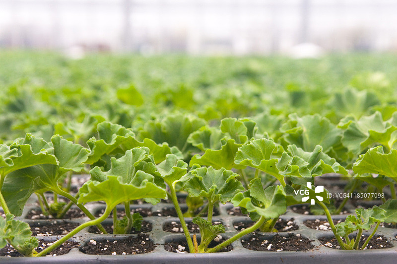 温室中的天竺葵幼苗图片素材