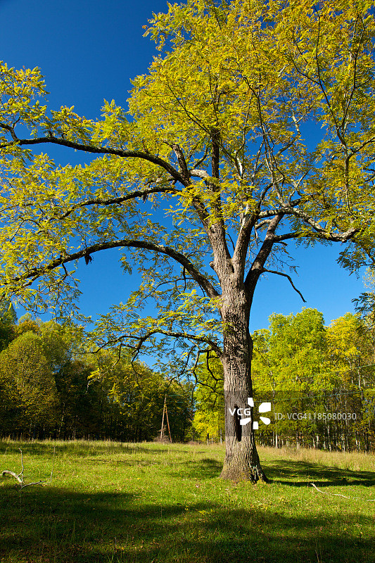 核桃树图片素材