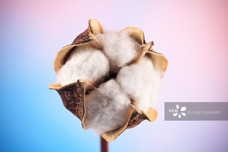 棉花图片素材