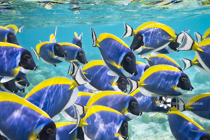 粉蓝色刺尾鱼图片素材