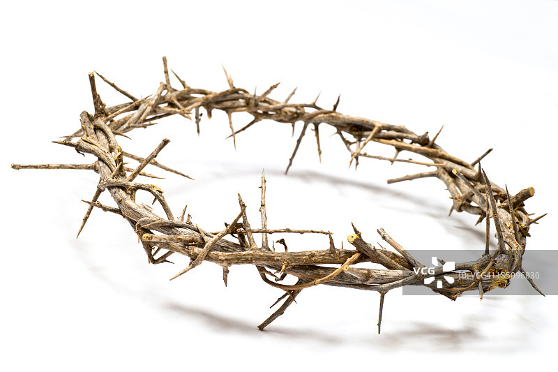 浅色背景上的铁海棠图片素材