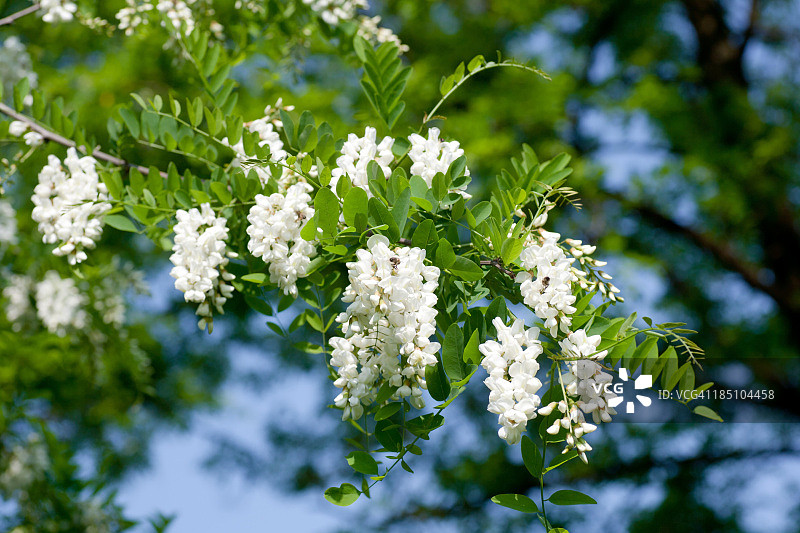 金合欢花图片素材