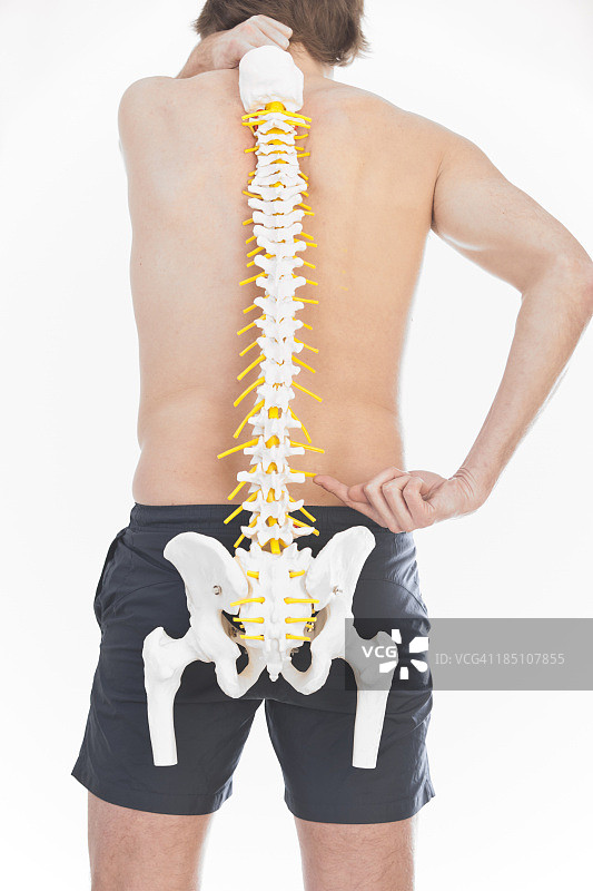 脊柱图片素材