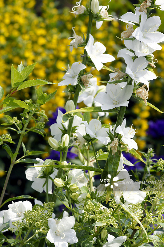 白色风铃草图片素材