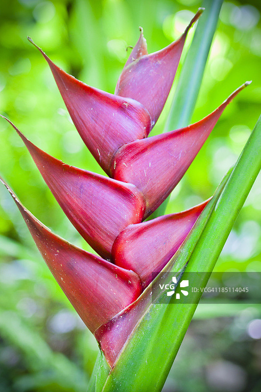 加勒比赫蕉图片素材