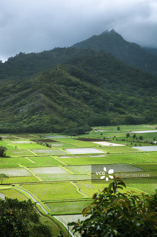 夏威夷可爱岛北岸的芋头田图片素材