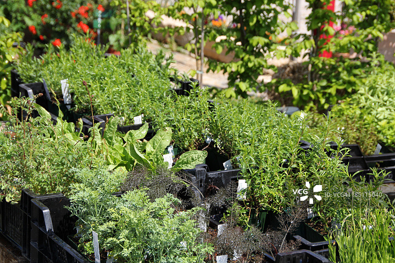 新鲜香草图片素材