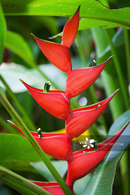 夏威夷热带雨林花卉：赫蕉，龙虾爪图片素材