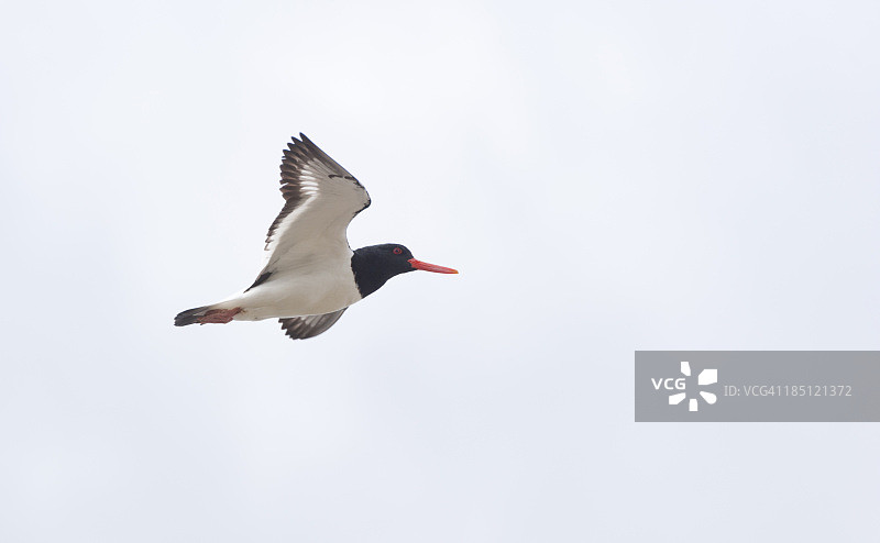 欧亚蛎鹬图片素材