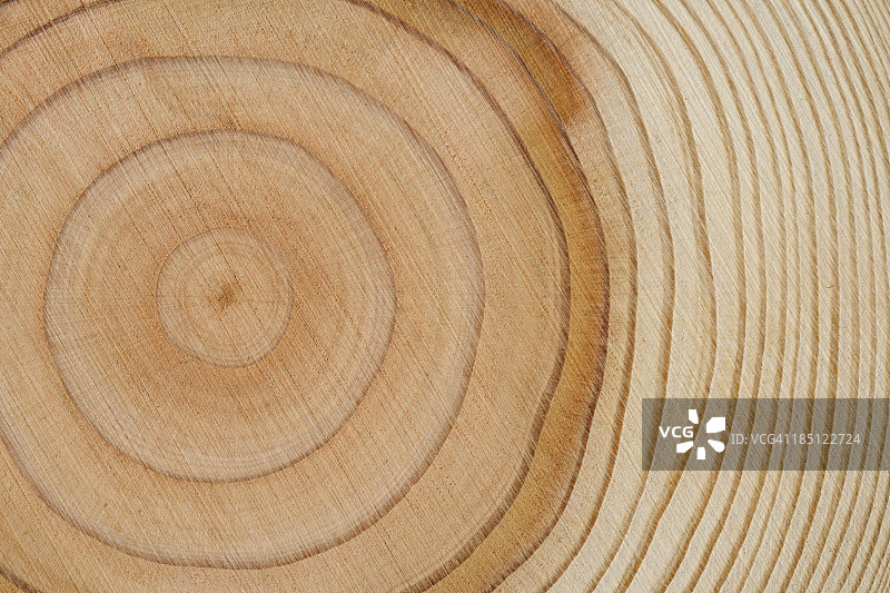 树木年轮纹理背景图片素材