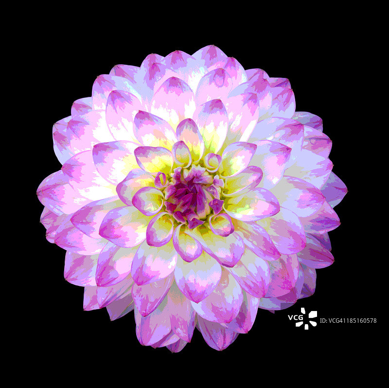 黑色背景上的粉色大丽花海报图片素材