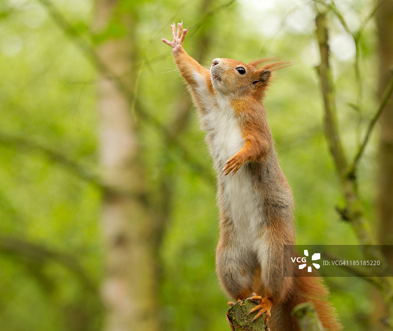 红松鼠图片素材