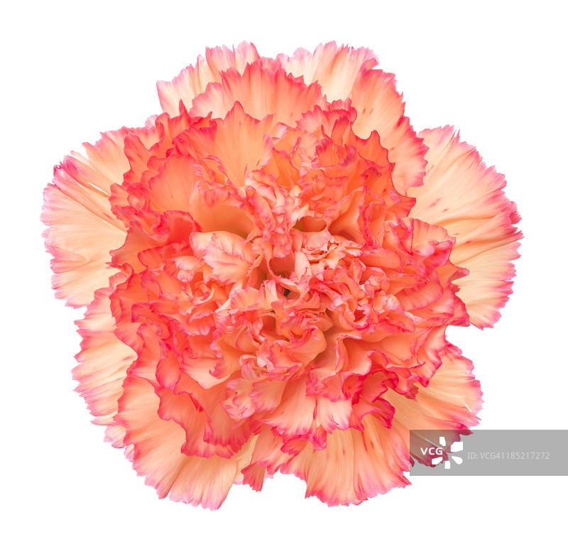 康乃馨图片素材